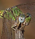 Green Hooktail © John Muddeman